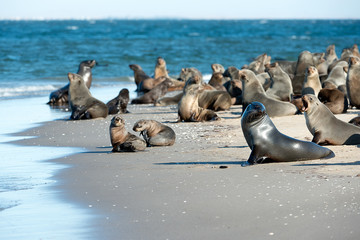 Robbenkolonie am Pelican Point (Namibia)