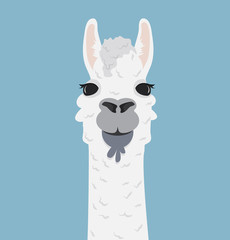 Alpaca lama portrait Vector Illustration © focus_bell
