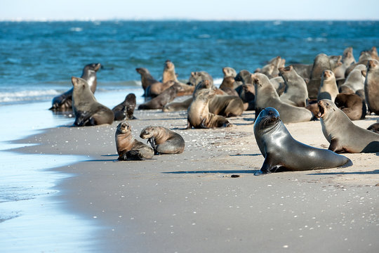 Robbenkolonie am Pelican Point (Namibia)