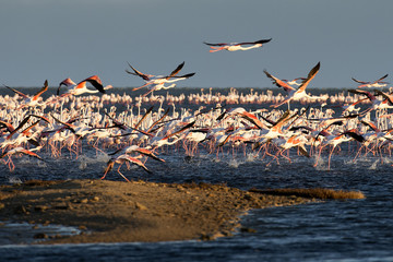 Kolonie Rosaflamingos (Phoenicopterus roseus), Pelican Point (Namibia) © airmaria