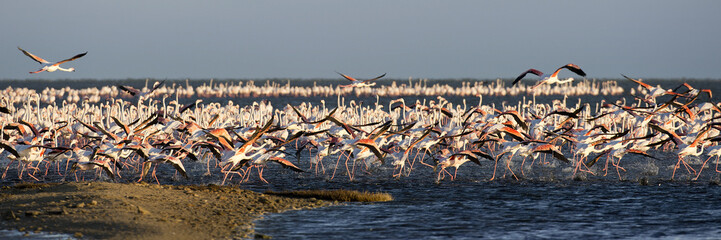 Obraz premium Kolonie Rosaflamingos (Phoenicopterus roseus), Pelican Point (Namibia), Panorama