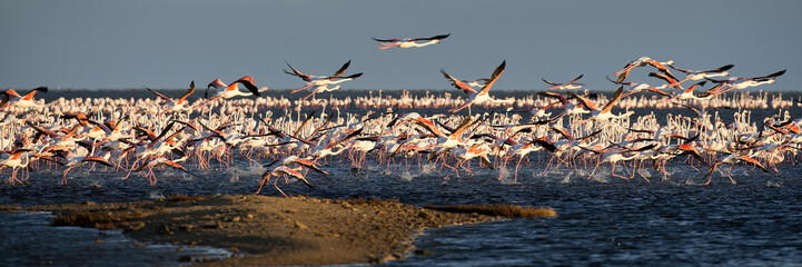 Kolonie Rosaflamingos (Phoenicopterus roseus), Pelican Point (Namibia), Panorama - obrazy, fototapety, plakaty