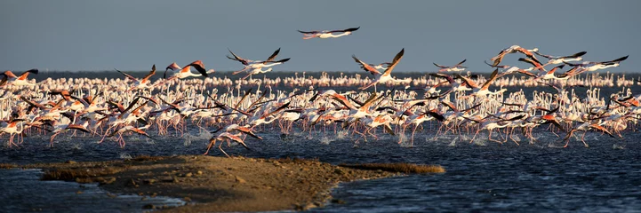 Photo sur Plexiglas Flamant Kolonie Rosaflamingos (Phoenicopterus roseus), Pelican Point (Namibia), Panorama