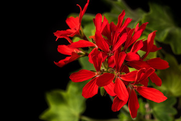 Group of red geranium flowers close up on black background