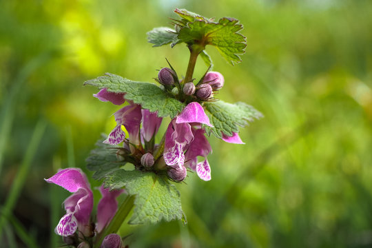 Gefleckte Taubnessel (Lamium maculatum)
