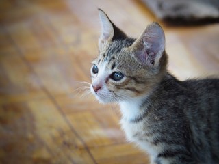 Kitten is watching The gesture is like waiting for the focus on the face and blurring the background.