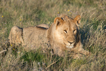 liegender Löwe (Panthera leo)