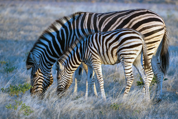 Steppenzebra mit Fohlen (Equus quagga)