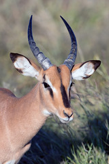 Springbock (Antidorcas)