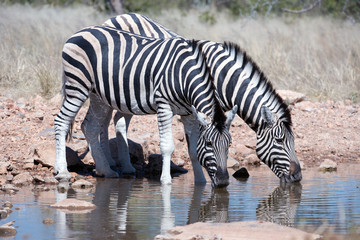 Zebras am Wasserloch