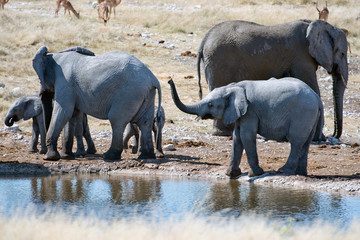 Elefanten am Wasserloch (Namibia)
