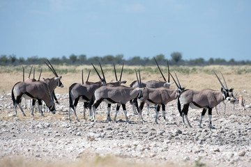 Naklejka na ściany i meble Spießbock-Herde (Oryx-Antilope)