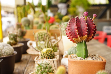 cactus in vase plant