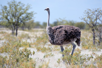 Naklejka premium Afrikanischer Strauß (Namibia)