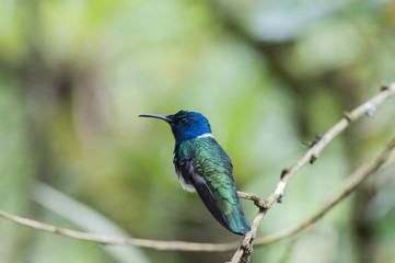 Blue Hummingbird (Trochilidae) sitting on a branch / Blue Hummingbird (Trochilidae) sits on a branch, cloud forest, Ecuador.