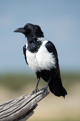 Schildrabe (Corvus albus)