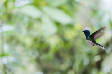Hummingbird hovering in the air, Trochilidae / Blue hummingbird hovering in the air, Ecuador.