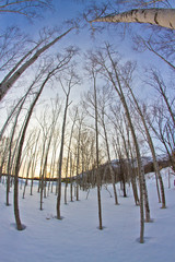 trees
