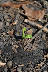 Maple tree new sprout growing in ground in forest, rotten leaves background
