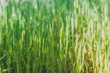 Fototapeta na wymiar Abstract natural background. Green grass closeup.