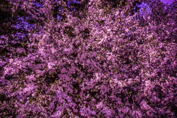 Blossoming bush of cherry