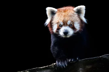 Gardinen Panda Porträt eines roten Pandas (Ailurus fulgens) auf schwarzem Hintergrund isoliert  © Lubos Chlubny