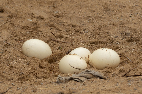 Ostrich eggs lying in sand. Struthio camelus eggs.