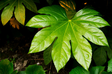 tropical nature green leaf texture background. Tropical forest and travel adventure concept.