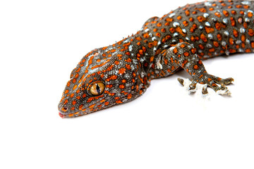 Head Gecko Red stripes on against white background