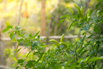 Fresh green chilies peppers tree 