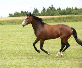 Beautiful brown horse running in freedom