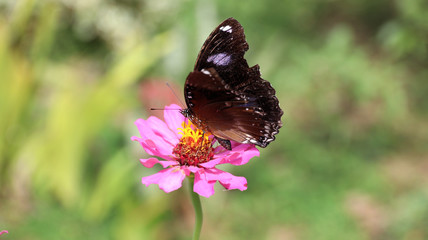 Bunter Schmetterling auf einer Blumenwiese