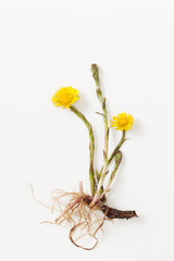 Coltsfoot with root on white background