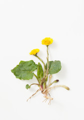Coltsfoot with leaves and root on white background - obrazy, fototapety, plakaty