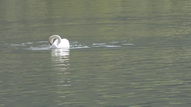 cigno