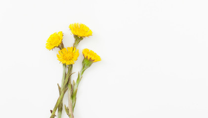 Flowers coltsfoot on white background