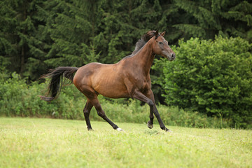 Obraz na płótnie Canvas Amazing brown horse running alone