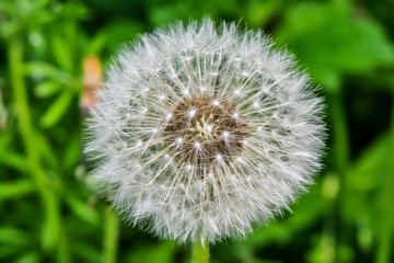 Close up of Dandelion in the field