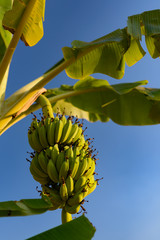 Banana tree with ripe banana bunch grooving in wild. Cambodia, Banlung province. 