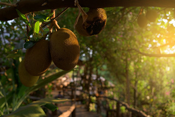 Jackfruit tree with ripe jackfruit fruits grooving in the branch. Cambodia, Banlung province. 