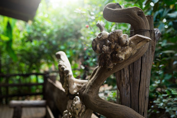 Wooden sculpture made  of raw roots of Cambodian tree. 