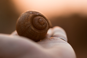 Man  holding in hand old snail shell in glory of afternoon light.