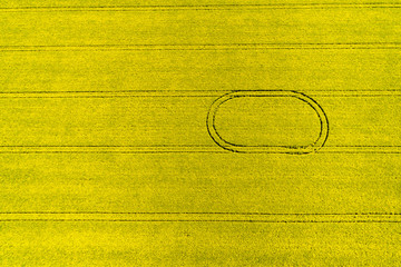 Aerial top view of rapeseed flower field in spring with combine tracks and agricultural countryside road