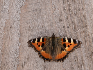 Fototapeta na wymiar a beautiful butterfly sits on a wooden Board