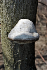 Fomes fomentarius (tinder fungus, false tinder fungus, hoof fungus, tinder conk, tinder polypore, ice man fungus) growing on trunk, close up detail, brown blurry vertical background