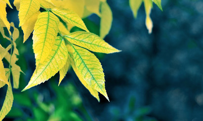 yellow leaves on blue background