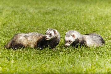 Nice ferret couple on fresh green grass in spring park