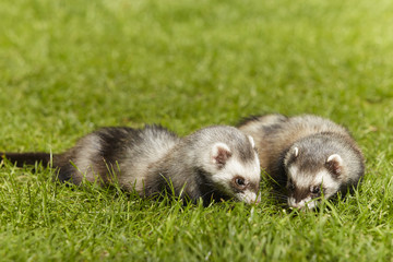 Nice ferret couple on fresh green grass in spring park