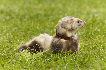 Fototapeta premium Nice angora ferret on fresh green grass in spring park