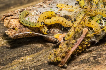 Sawfly Larvae in nature
